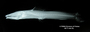 Brachyglanis melas FMNH 53217 holo lat x